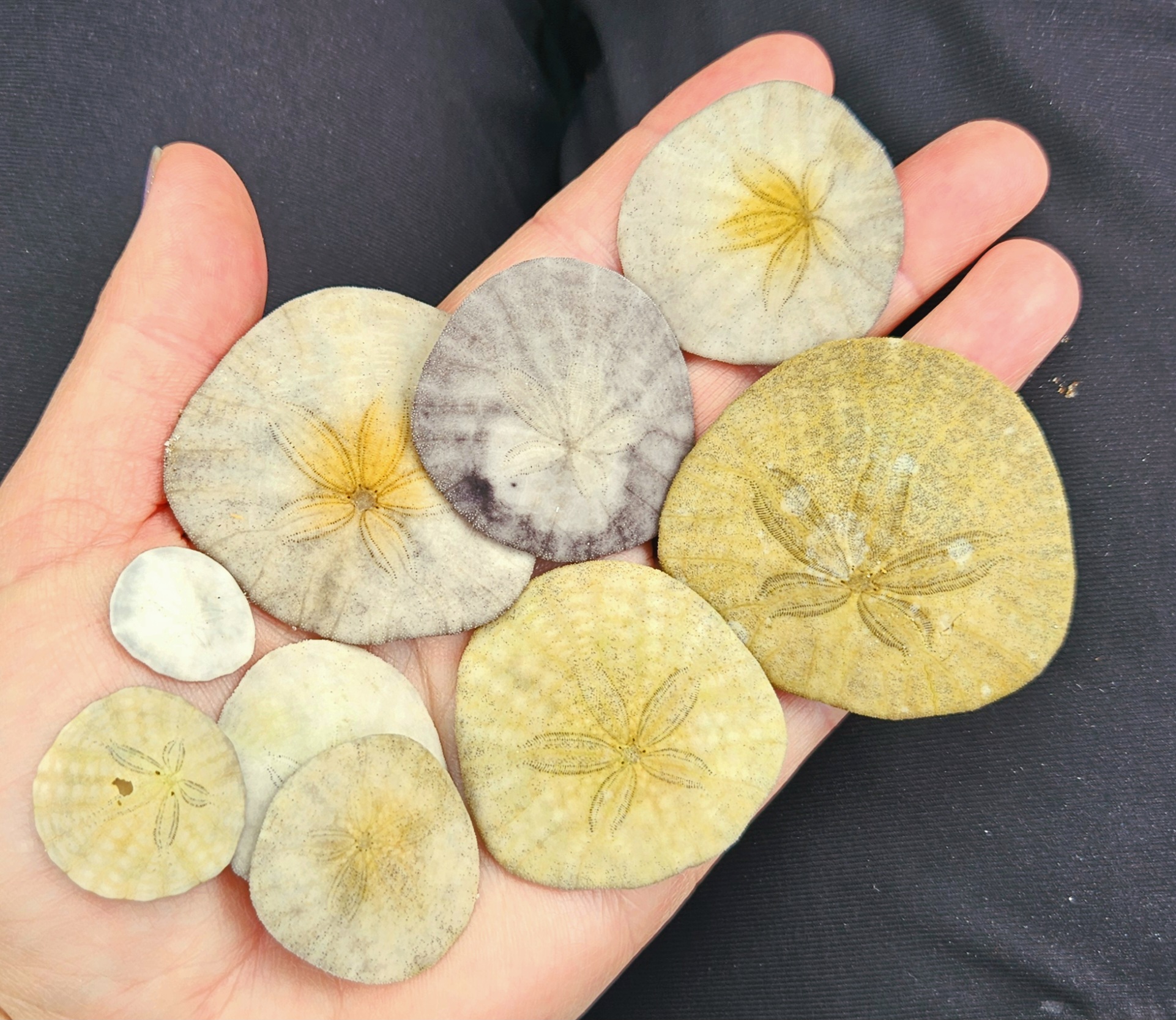 sand dollars